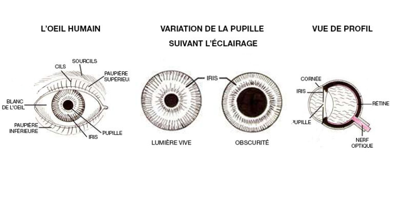 œil humain et éblouissement